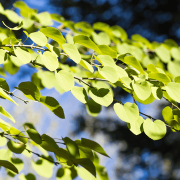 Arbre à caramel - Cercidiphyllum japonicum