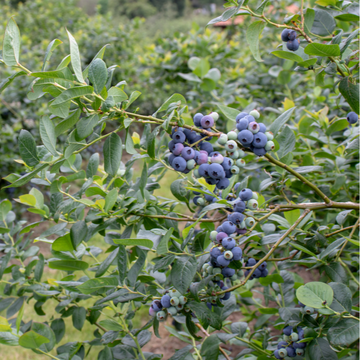 Myrtille d'Amérique 'Hardy Bleu ' -  Vaccinium corymbosum 'Hardy Blue '