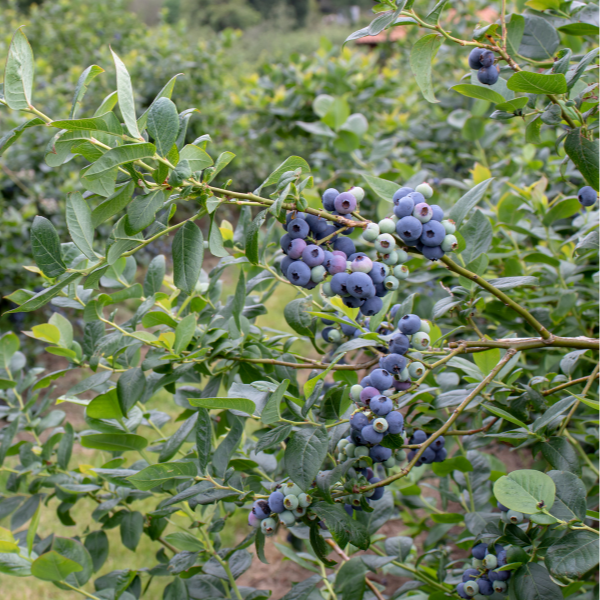Myrtille d'Amérique 'Hardy Bleu ' -  Vaccinium corymbosum 'Hardy Blue '