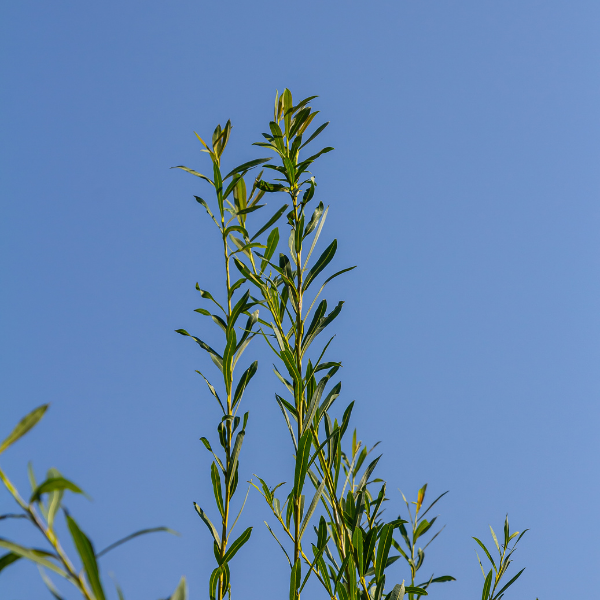 Saule Pourpre 'Nana' - Salix Purpurea 'Nana'