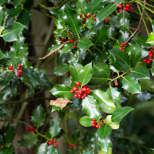 Houx 'Alaska' - Ilex aquifolium 'Alaska'