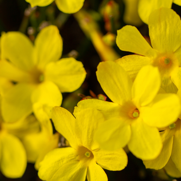 Jasmin d'hiver - Jasminum nudiflorum