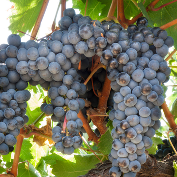 Vigne 'Muscat de Hambourg' - Vitis vinifera 'Muscat de Hambourg'