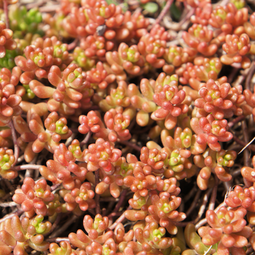 Orpin  'Coral carpet' - Sedum album 'Coral carpet'