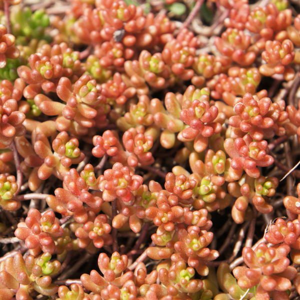 Orpin  'Coral carpet' - Sedum album 'Coral carpet'