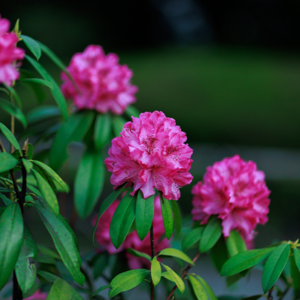 Rhododendron 'Graziella' - Rhododendron 'Graziella'