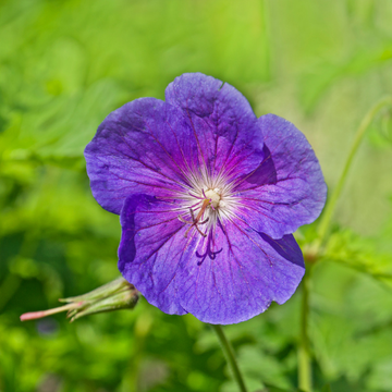 Géranium vivace 'Johnson's Blue' Geranium 'Johnson's blue'
