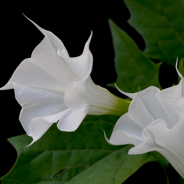 Datura Mix - Datura mixta