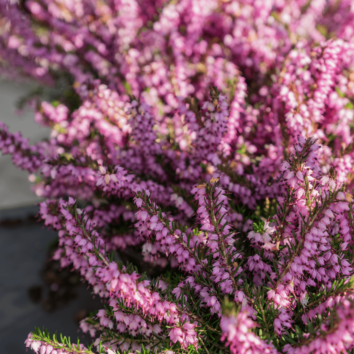 Bruyère des neiges 'Ghost Hills' - Erica darleyensis 'Ghost Hills' - FLEURANDIE