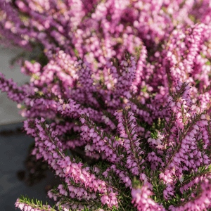 Bruyère des neiges 'Ghost Hills' - Erica darleyensis 'Ghost Hills' - FLEURANDIE