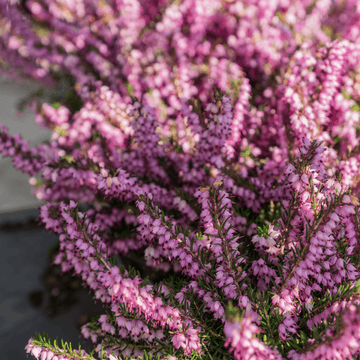 Bruyère des neiges 'Ghost Hills' - Erica darleyensis 'Ghost Hills'