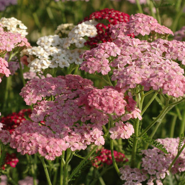 Achillée millefeuilles 'Colorado'  - Achillea millefolium 'colorado'