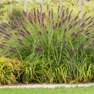Herbe aux écouvillons 'Karley Rose' - Pennisetum orientale 'Karley Rose'