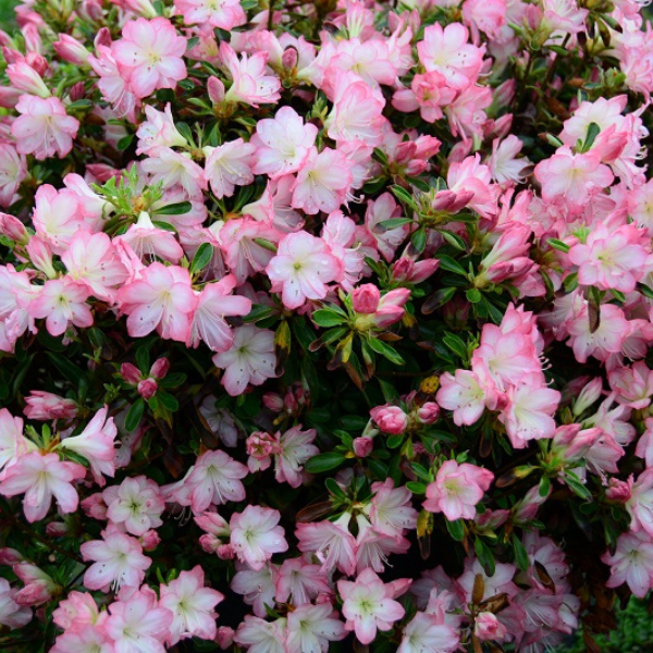 Azalée Japonaise Peggy Ann - Azaléa Japonica Peggy Ann