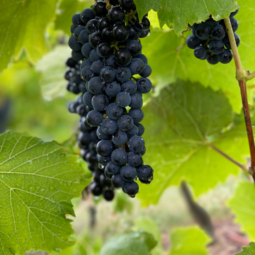 Vigne Esther - Vitis Esther