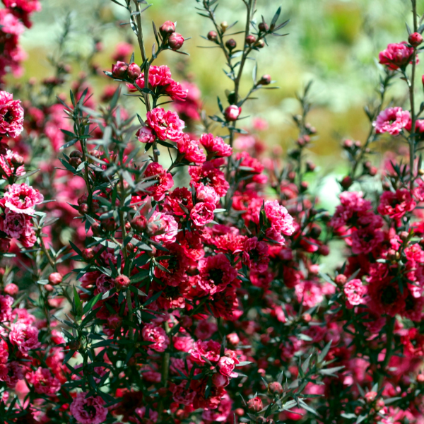 Leptospernum Scoparium Ruby Glow