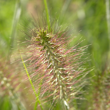 Herbe aux écouvillons 'Japonicum' - Pennisetum alopecuroides 'Japonicum'