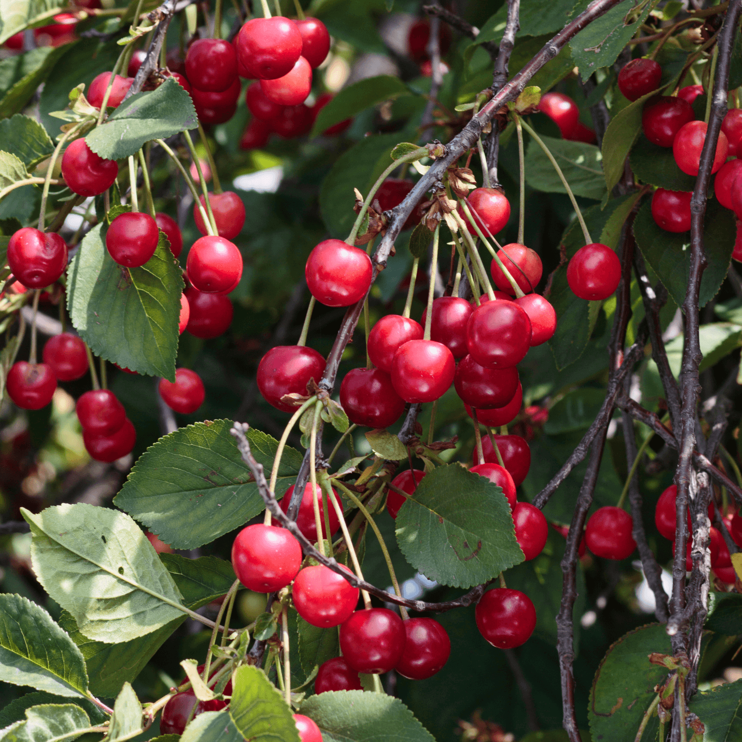 Cerisier 'Bigarreau Burlat' - Prunus avium 'Bigarreau Burlat' - FLEURANDIE