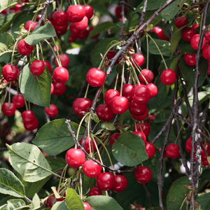 Cerisier 'Bigarreau Burlat' - Prunus avium 'Bigarreau Burlat' - FLEURANDIE