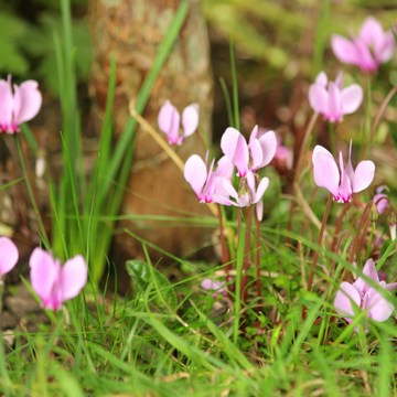 Cyclamen De Naples - Cyclamen Neapolitanum