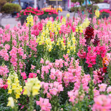 Antirrhinum varié
