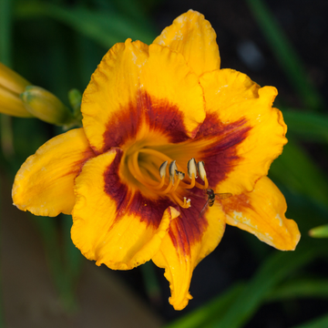 Hemerocallis Fooled Me