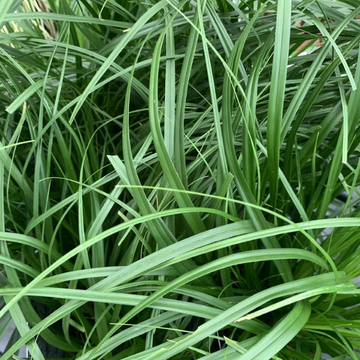 Laîche d'Oshima 'Evergreen' - Carex oshimensis 'Evergreen'