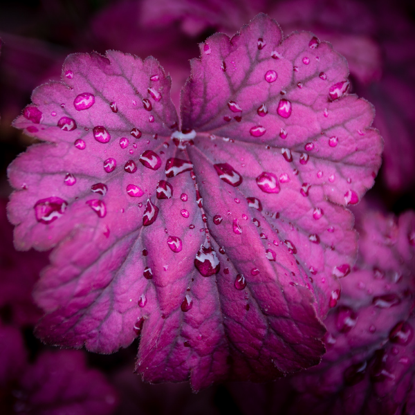 Heuchère 'Wild Rose' -  Heuchera x villosa 'Wild Rose'
