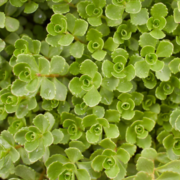 Orpin rouge feuillage vert clair - Sedum spurium john creech