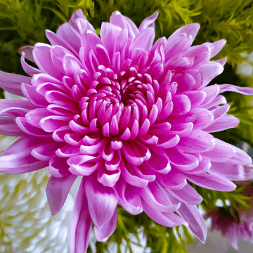 Chrysanthème Pomponette multiflor Carnaval