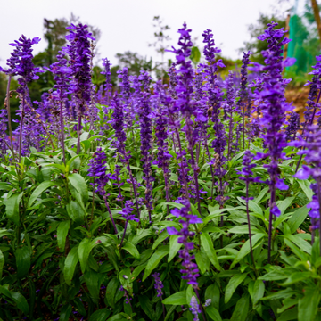 Salvia Nemerosa variée