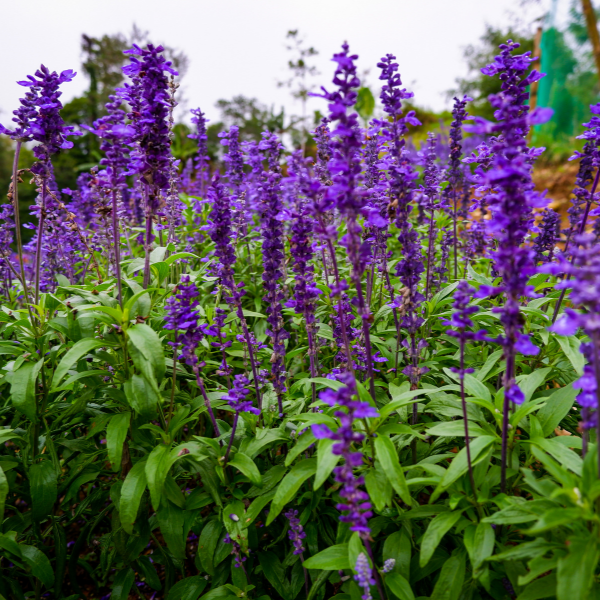 Salvia Nemerosa variée