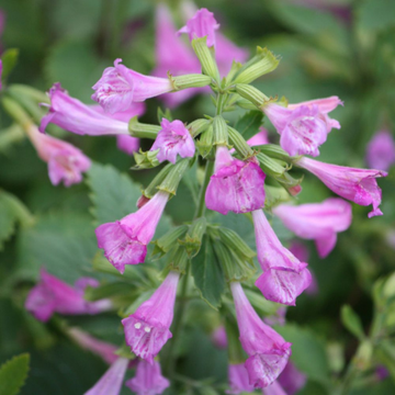 Calament à Grandes Fleurs - Calamintha grandiflora
