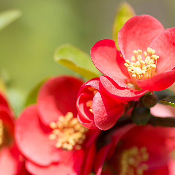Cognassier Du Japon Rouge - Chaenomeles Speciosa Rubra