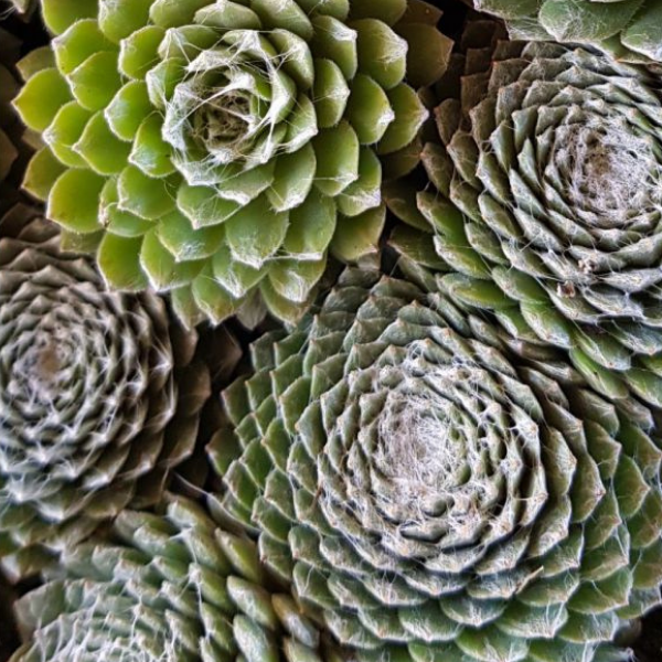 Joubarbe à rosette vert et blanc au centre - Sempervivum CHICK CHARMS 'Cotton Candy'