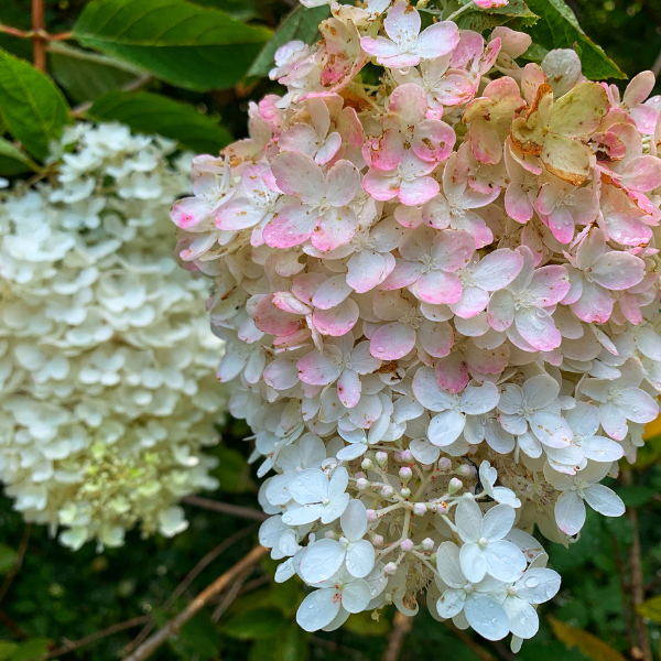 Hortensia Paniculata 'Little Fresco - Hydrangea Paniculata 'Little Fresco