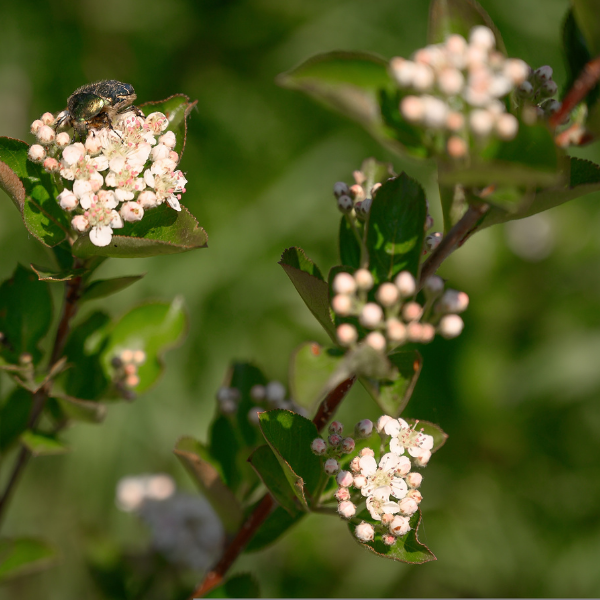 Aronie à fruits noirs 'Viking'  - Aronia prunifolia 'Viking'