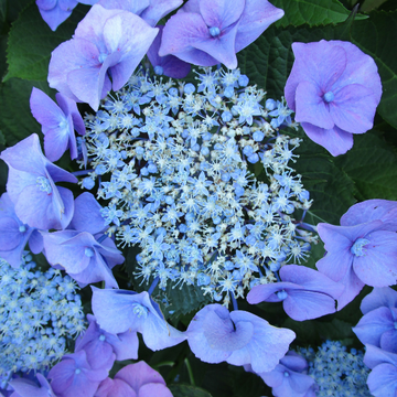 Hortensia 'Mariesii Perfecta' - Hydrangea macrophylla 'Mariesii Perfecta'