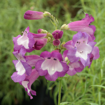 Galane 'Gloire des quatre rues' - Penstemon 'Gloire des quatre rues'