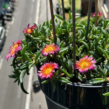 Pourpier 'Ocean Sunset Orange Glow' - Delosperma 'Ocean Sunset Orange Glow'