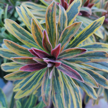 Euphorbe 'Ascot Rainbow' - Euphorbia 'Ascot Rainbow'