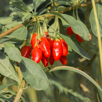 Lyciet commun, Baies de goji 'Princess Tao' - Lycium barbarum 'Princess Tao'