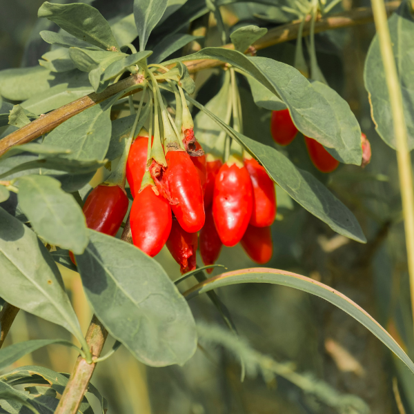 Lyciet commun, Baies de goji 'Princess Tao' - Lycium barbarum 'Princess Tao'