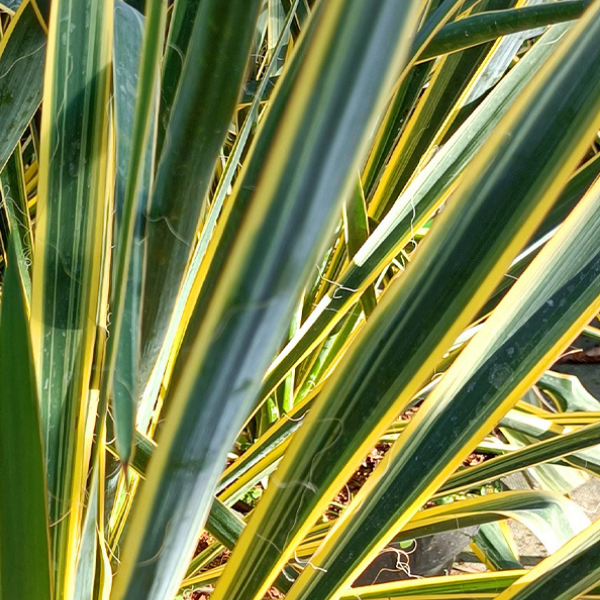 Yucca Filamentosa Bright Edge