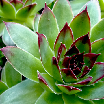 Joubarbe à rosette vert menthe bords rouges - Sempervivum CHICK CHARMS 'Mint Marvel'