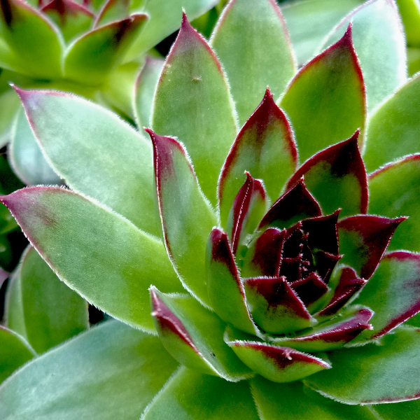 Joubarbe à rosette vert menthe bords rouges - Sempervivum CHICK CHARMS 'Mint Marvel'