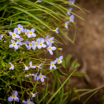 Plante Cruelle Bleue - Houstonia caerulea
