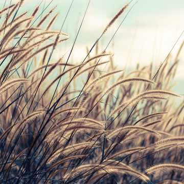 Herbe aux écouvillons macrourum - Pennisetum macrourum