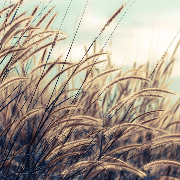 Herbe aux écouvillons macrourum - Pennisetum macrourum