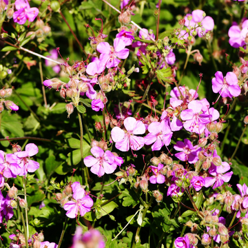 Géranium vivace 'Cambridge' -  Geranium 'Cambridge'